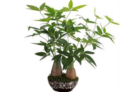 发财树 发财树叶子发黄怎么处理怎么补救