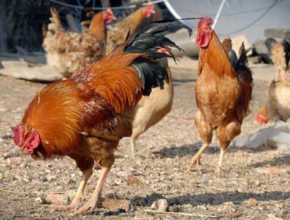 大骨鸡 大骨鸡和其它鸡的区别