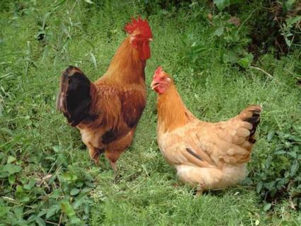 河田鸡 河田鸡简介