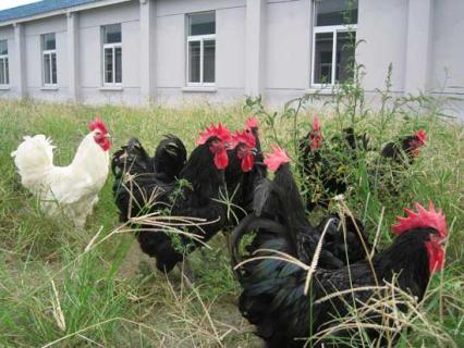 狼山鸡（狼山鸡图片）