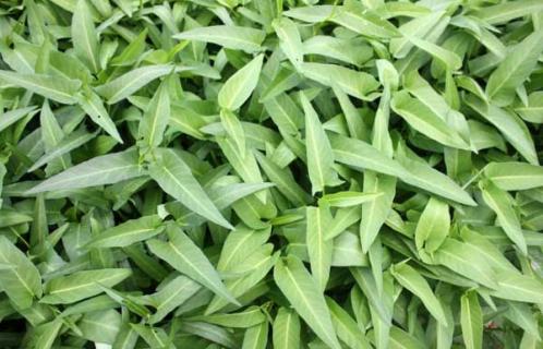 空心菜 空心菜的功效与作用