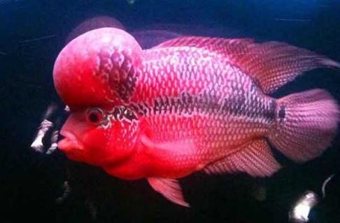 罗汉鱼（罗汉鱼水温度多少最佳）