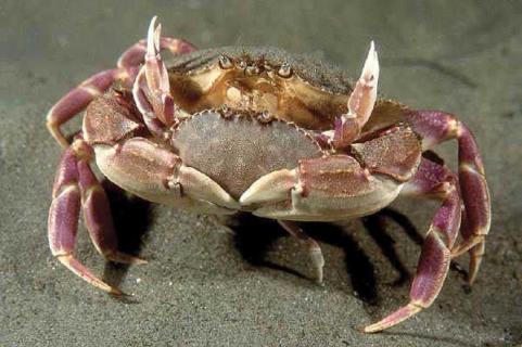 大闸蟹(大闸蟹几月份开始上市)