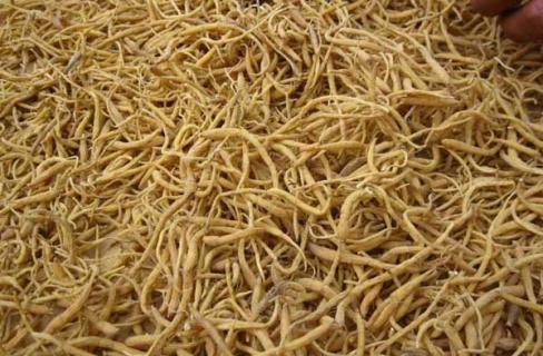 太子参(太子参的副作用太大了)