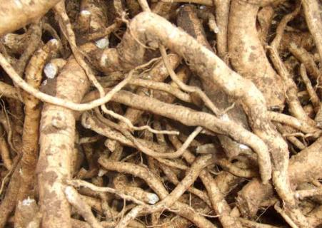 板蓝根(板蓝根治感冒吗)