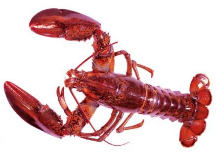 小龙虾 小龙虾吃多了对身体有什么影响