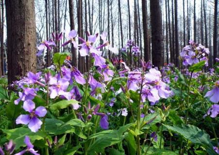 二月兰 二月兰种子