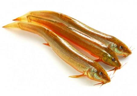 泥鳅图鉴 泥鳅图片大全