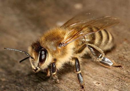 意大利蜂图鉴（蜂图鉴大全）