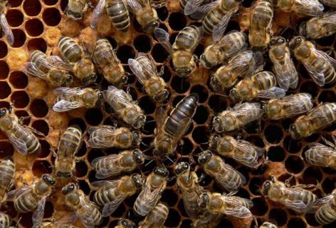 东北黑蜂图鉴（东北黑蜂介绍）