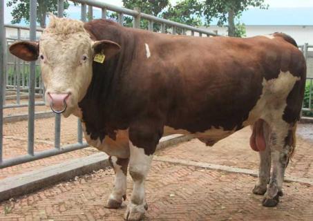 西门塔尔牛图鉴 西门塔尔牛图片大全