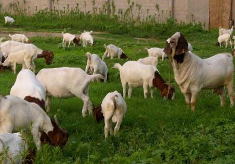 波尔山羊图鉴 纯种波尔山羊图