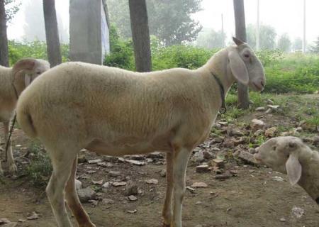 小尾寒羊图鉴(大尾寒羊和小尾寒羊图片)