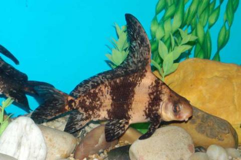 胭脂鱼图鉴 胭脂鱼图片大全