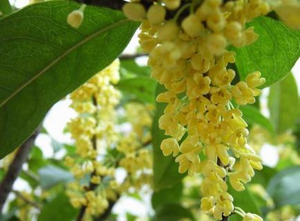 桂花图鉴 桂花图片欣赏