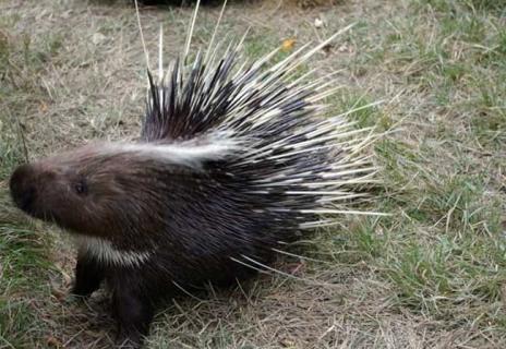 豪猪图鉴（豪猪卡通图）