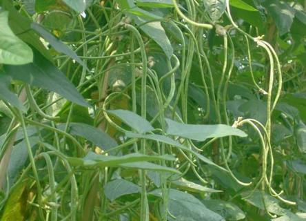 豇豆图片 豇豆图片大全图片欣赏