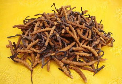 冬虫夏草图片 冬虫夏草图片大全