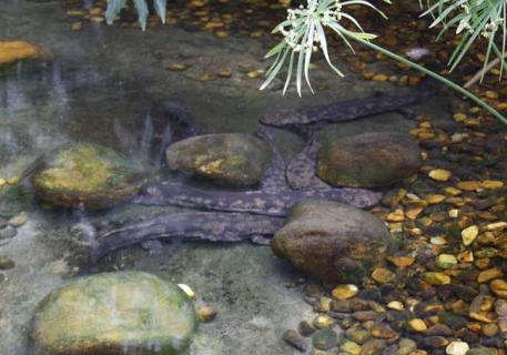 娃娃鱼图鉴 娃娃鱼资料和图片