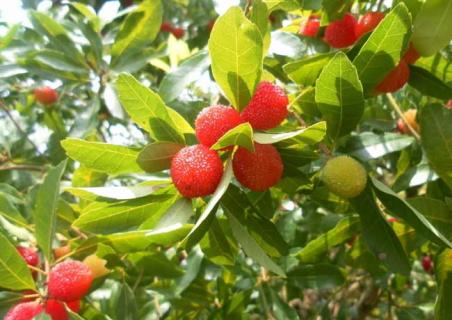 杨梅图片（杨梅图片高清图唯美）