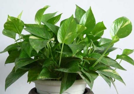 绿萝图片 绿萝图片简笔画