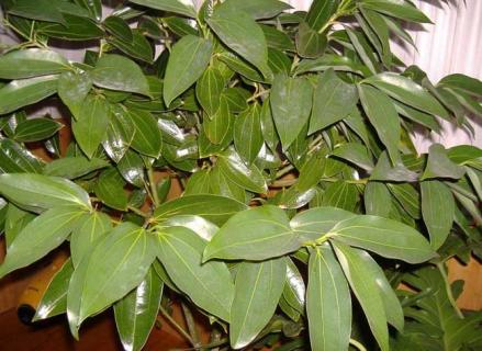 平安树图片（平安树图片大全）