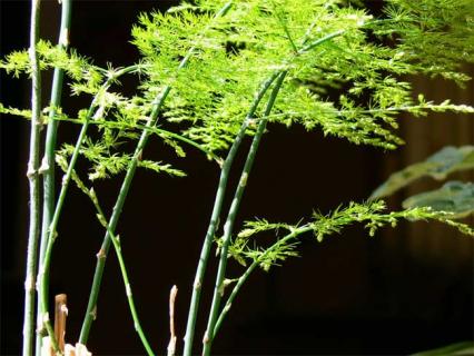 文竹图片(文竹图片植物图片)