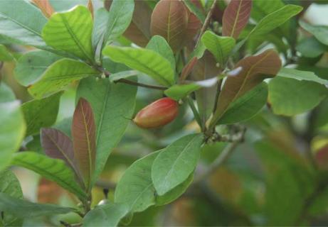 神秘果图鉴（神秘果神秘果）