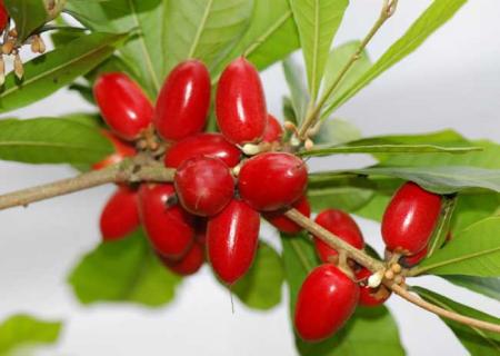 神秘果 神秘果为何可以将酸转甜芭芭农场