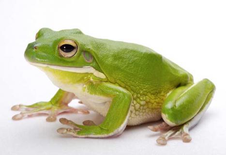 青蛙养殖技术 致富经青蛙养殖技术