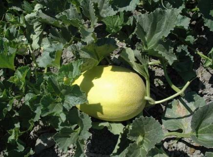 哈密瓜图片 哈密瓜图片卡通