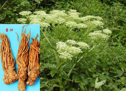 当归图鉴 当归图片