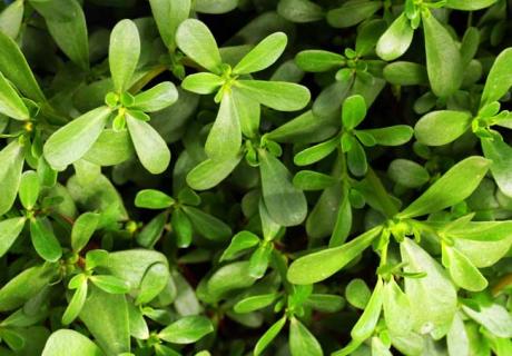 马齿苋图鉴 马齿苋 植物图片