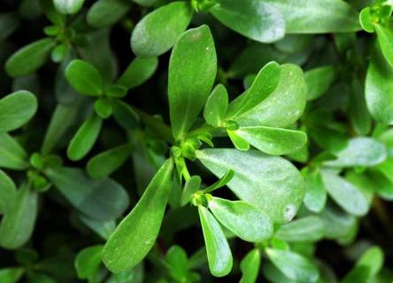 马齿苋（马齿苋怎么做才好吃）