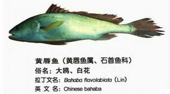 黄唇鱼图鉴（黄唇鱼价值）