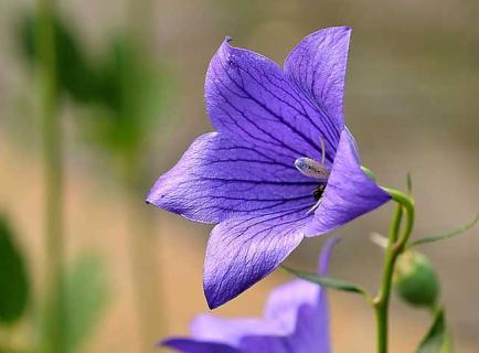 桔梗花图片 桔梗花图片唯美