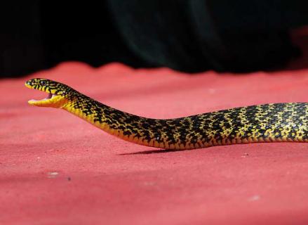 大王蛇图片 灰色的大王蛇图片