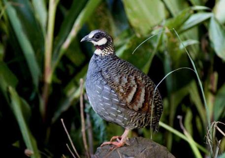 鹧鸪图片 公鹧鸪和母鹧鸪图片