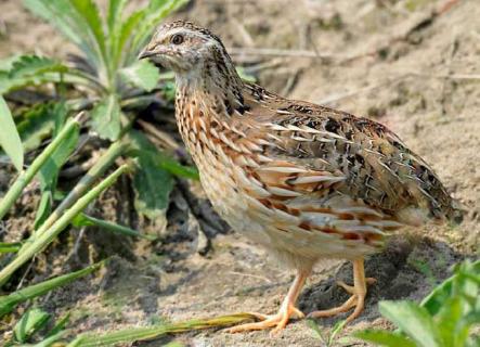 鹌鹑图鉴 《鹌鹑图》