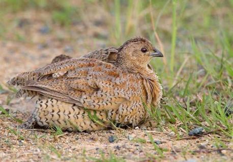 鹌鹑的养殖前景 鹌鹑养殖前景如何经济效益如何呢
