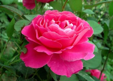 月季花(月季花的病虫害怎么防治)