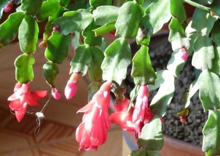 蟹爪兰 蟹爪兰夏天的养殖方法和注意事项