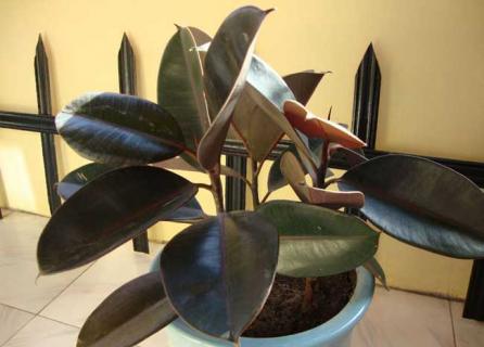 橡皮树（橡皮树怎么养才能更旺盛）