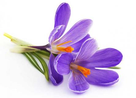 紫罗兰(紫罗兰图片)