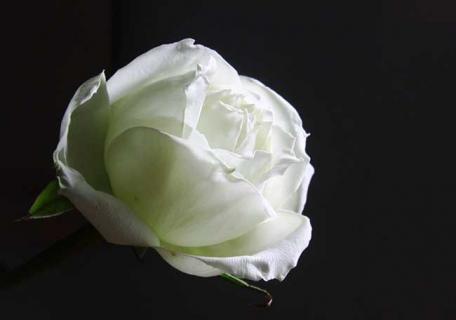 白玫瑰 白玫瑰花的花语和象征