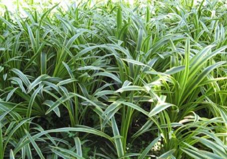 金边吊兰（金边吊兰长出很多藤条,能不能修剪）