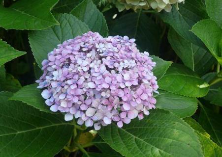 绣球花图片（绣球花图片手绘）