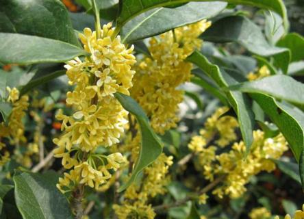 桂花树（桂花树叶子发黄怎么回事）