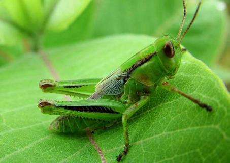 蝗虫图片 蝗虫图片高清