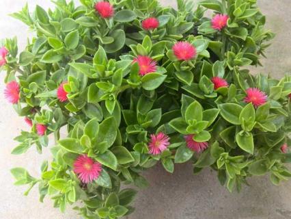 牡丹吊兰 牡丹吊兰图片